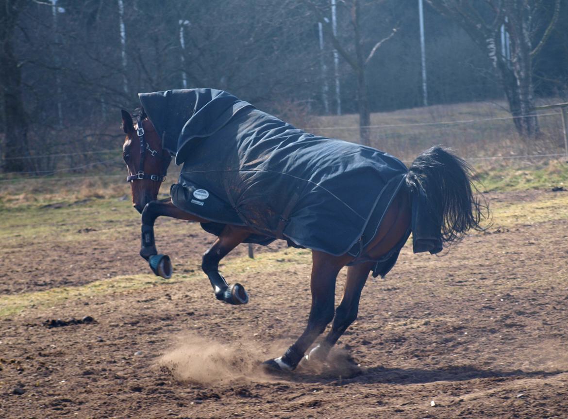 Dansk Varmblod Kjeldgårdens Temtus billede 6