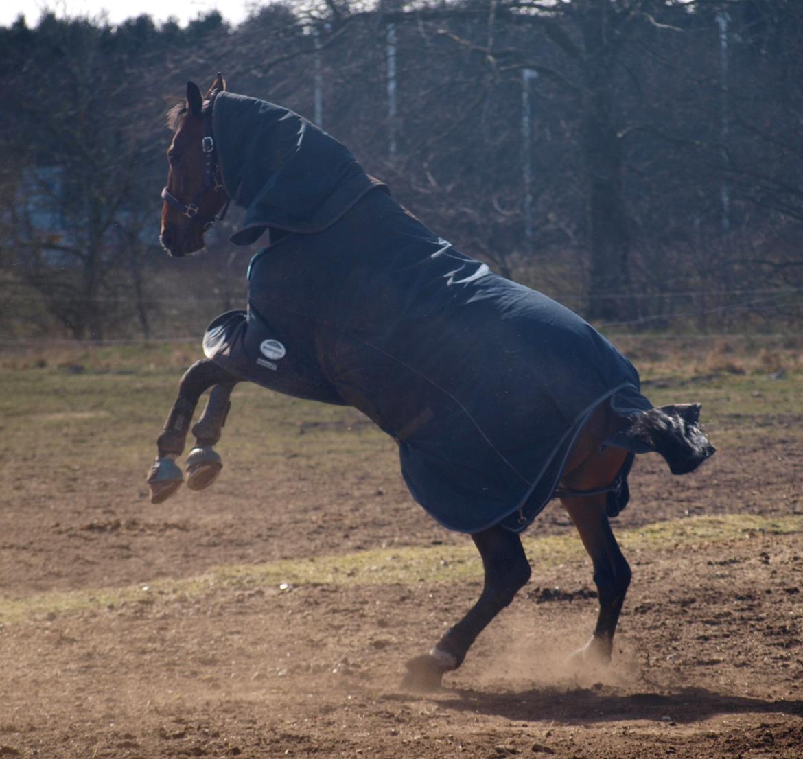 Dansk Varmblod Kjeldgårdens Temtus billede 22