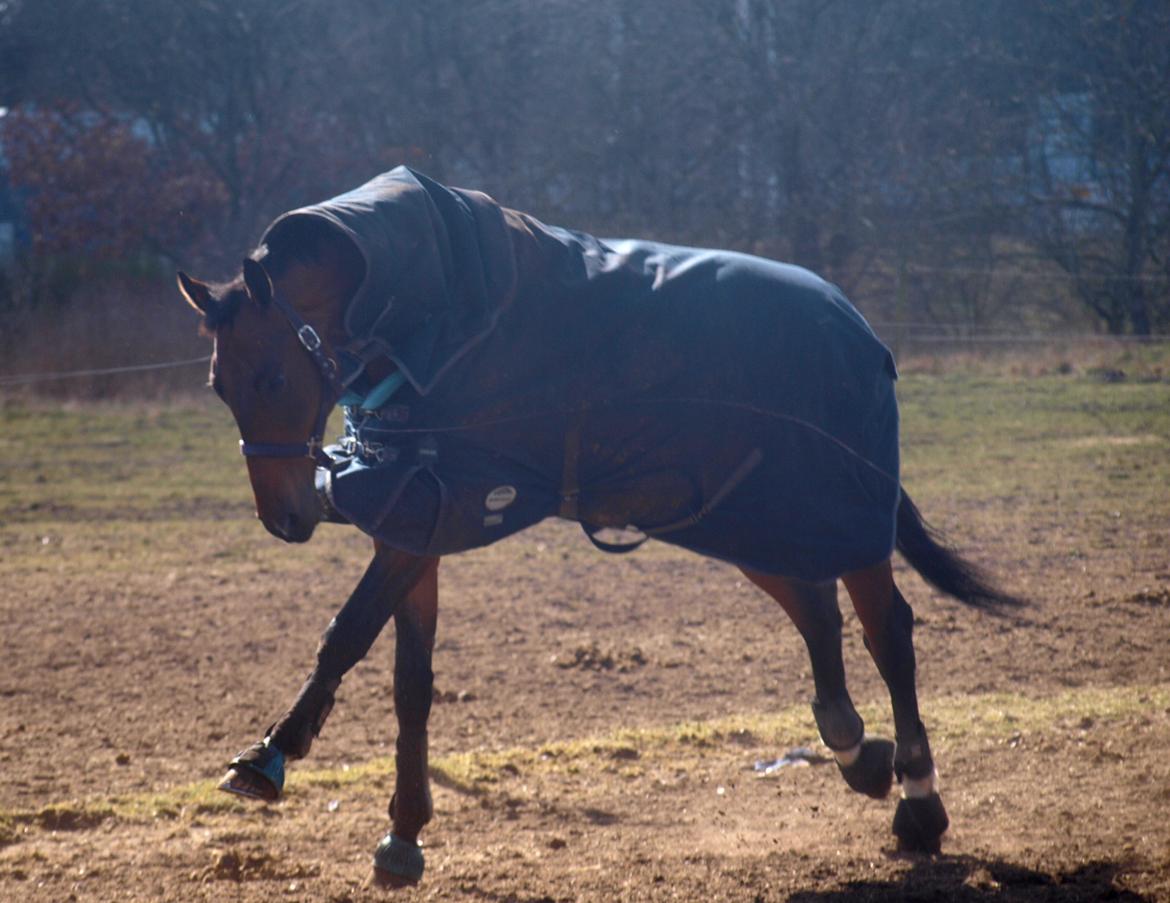 Dansk Varmblod Kjeldgårdens Temtus billede 27
