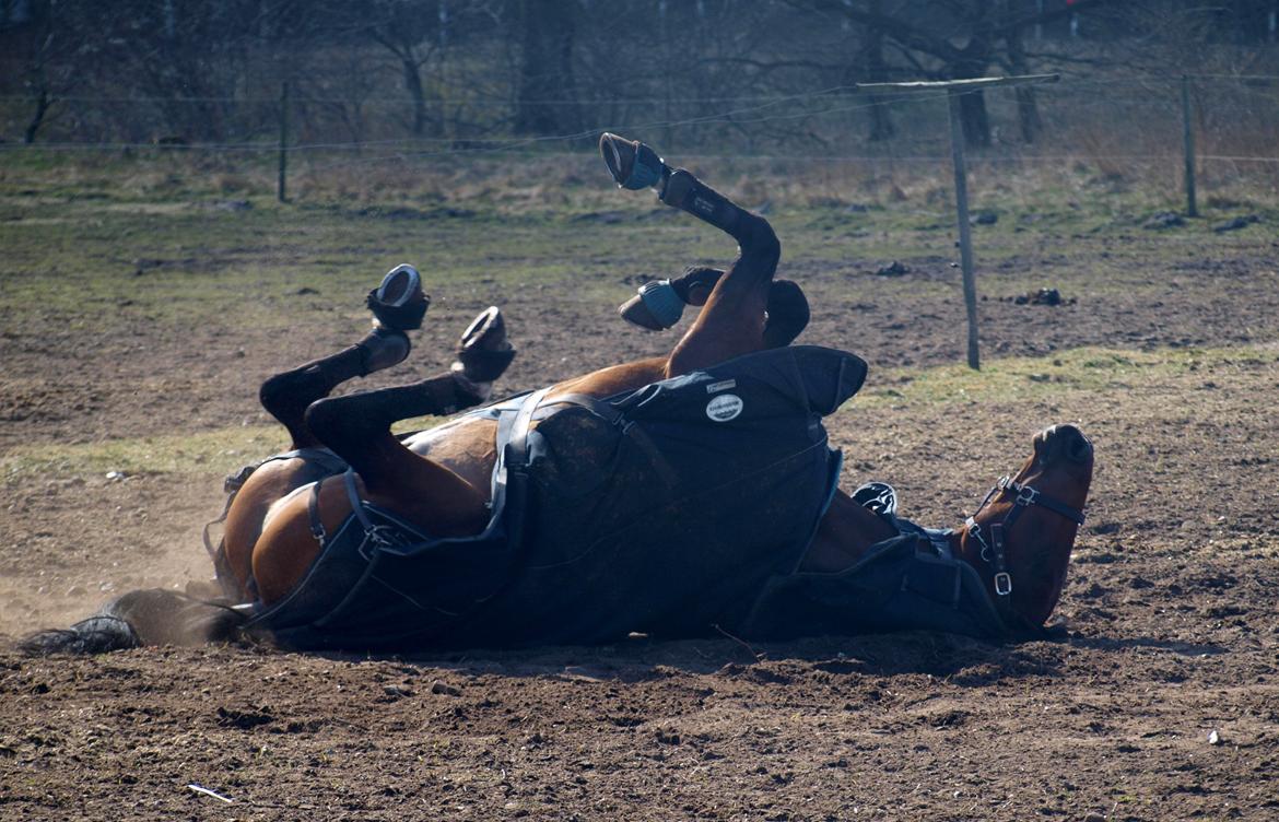 Dansk Varmblod Kjeldgårdens Temtus billede 9