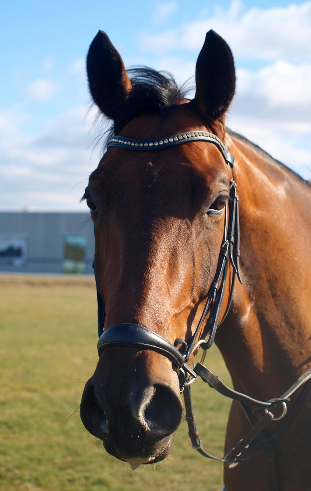 Dansk Varmblod Kjeldgårdens Temtus billede 23