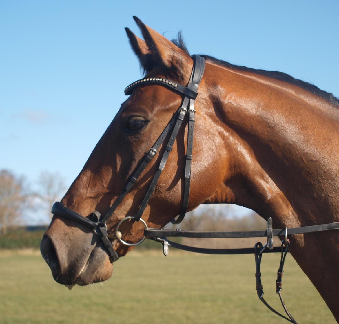 Dansk Varmblod Kjeldgårdens Temtus billede 28