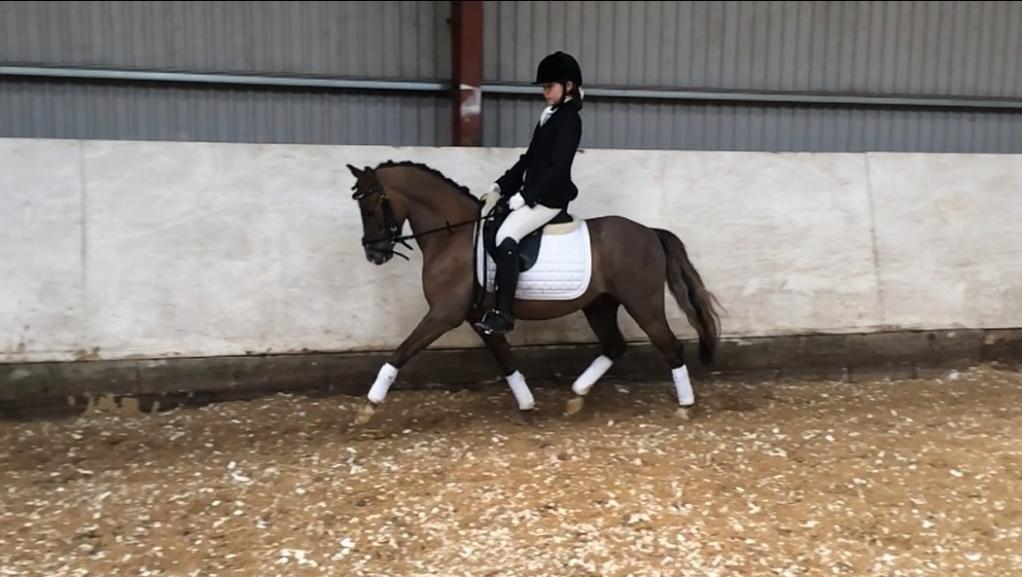 Welsh Pony (sec B) Tophøjs spartan  - vi startede ld1 og lb1<3 billede 7