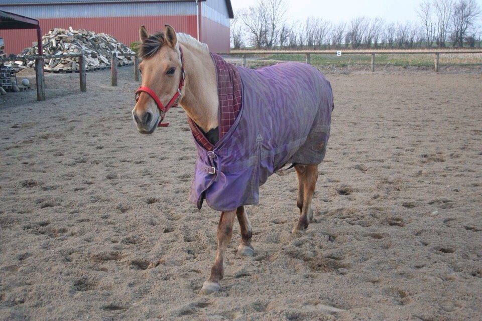 Anden særlig race Sally billede 5