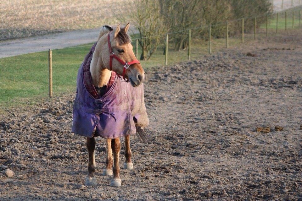 Anden særlig race Sally billede 10