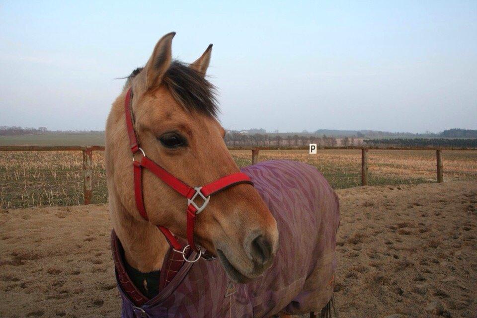 Anden særlig race Sally billede 13