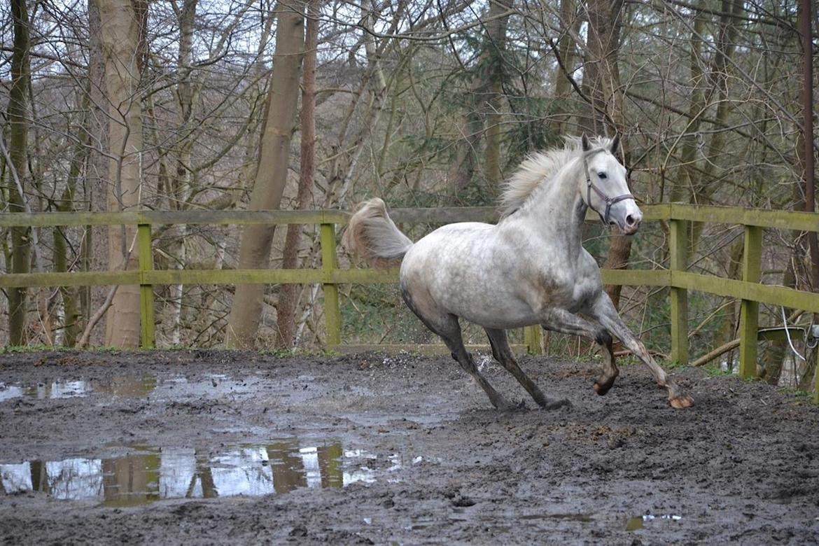 Hollandsk Varmblod Ernavidu billede 39