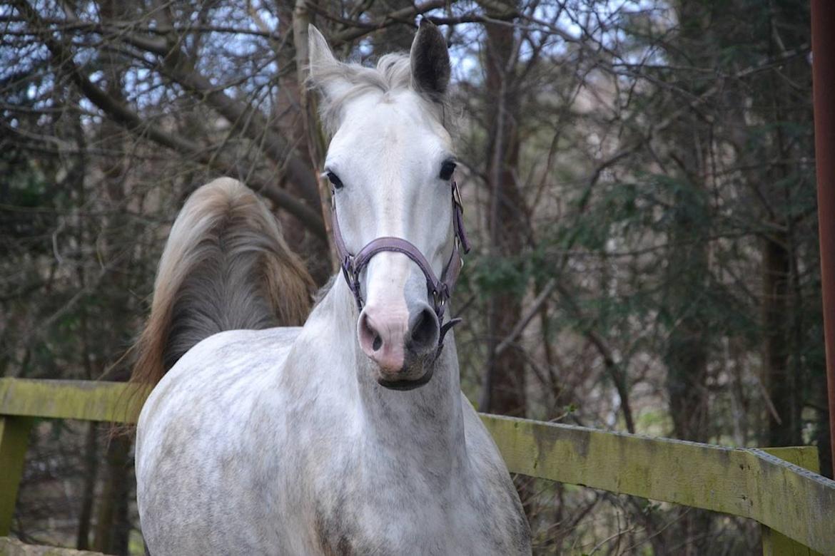 Hollandsk Varmblod Ernavidu - Evida april 2015 billede 3