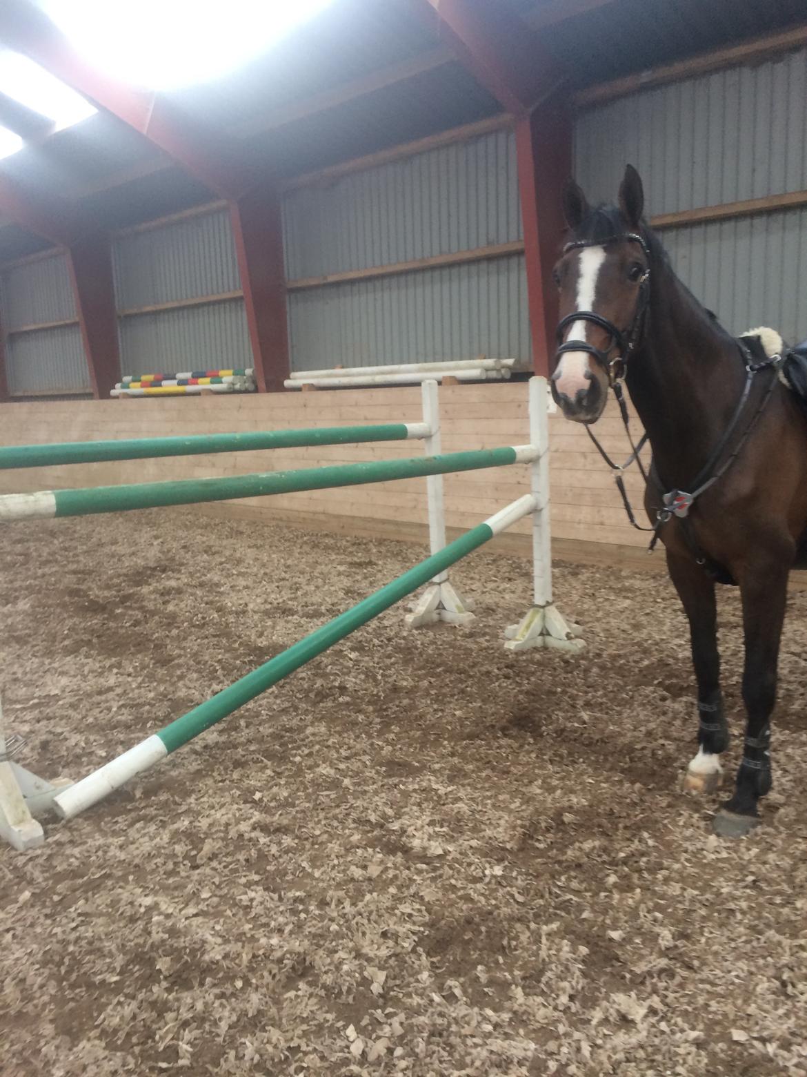 Holstener Wivara II billede 12