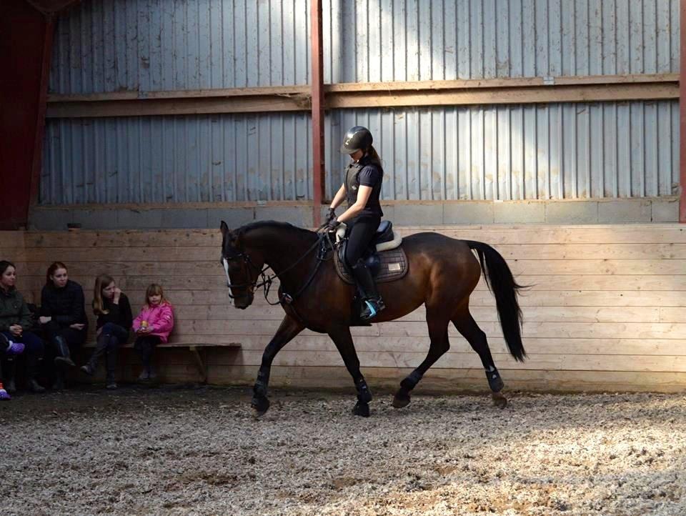 Holstener Wivara II billede 16