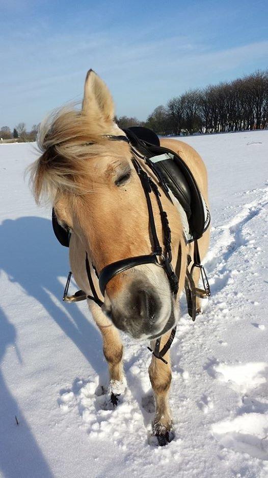 Fjordhest Mia HR billede 2