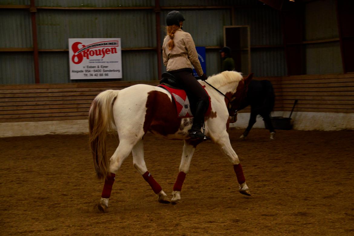 Pinto Taico  billede 17