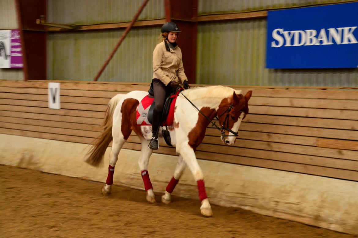 Pinto Taico  billede 7