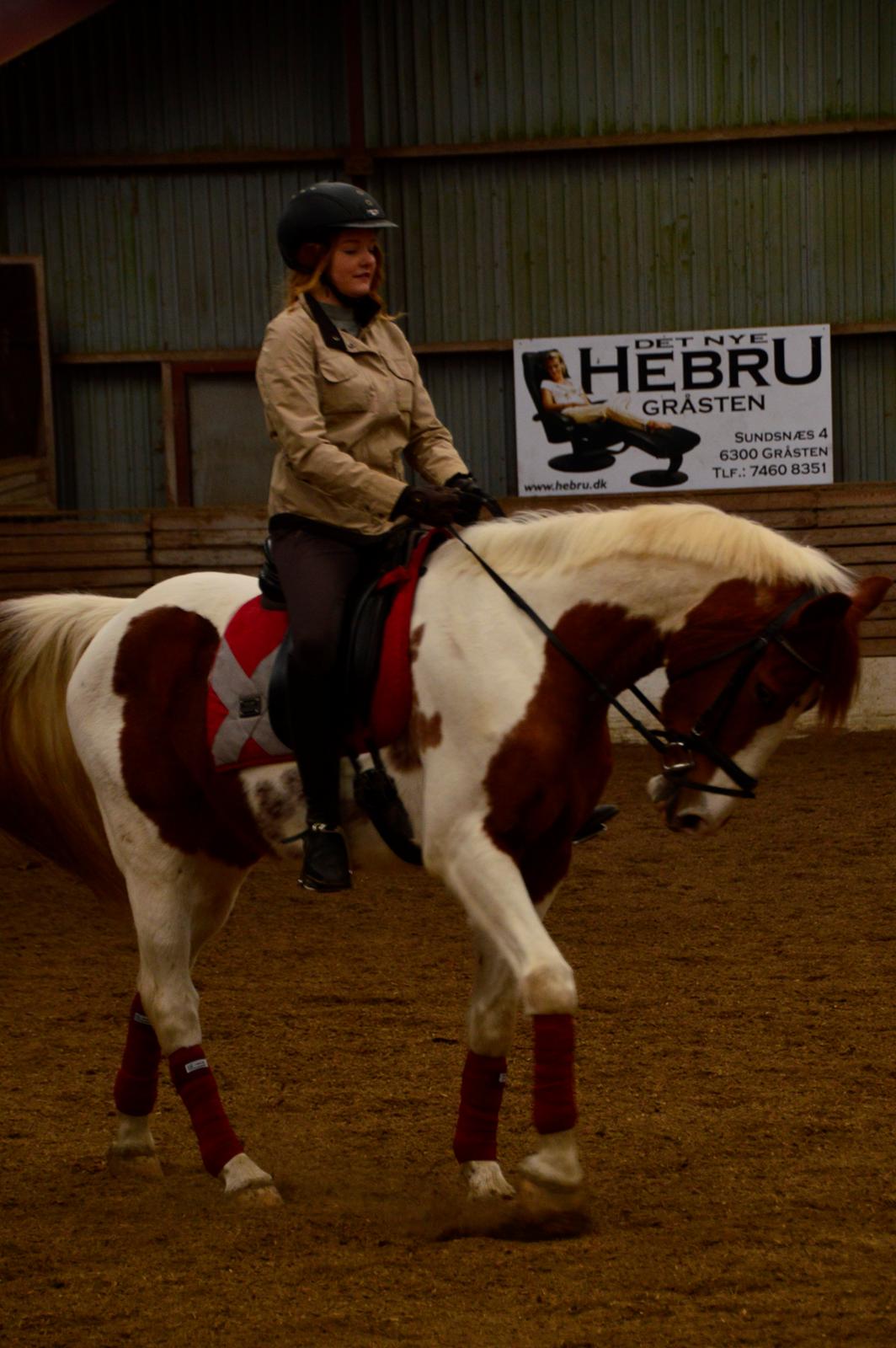 Pinto Taico  billede 6