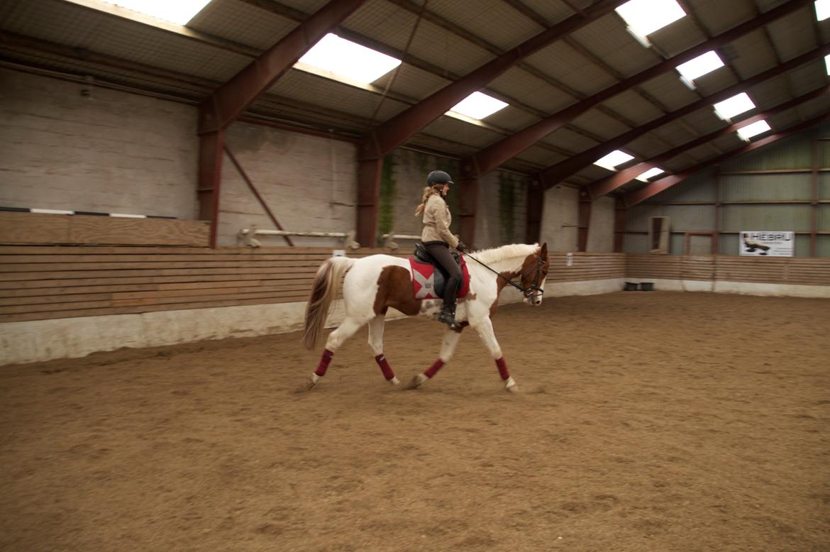 Pinto Taico  billede 10