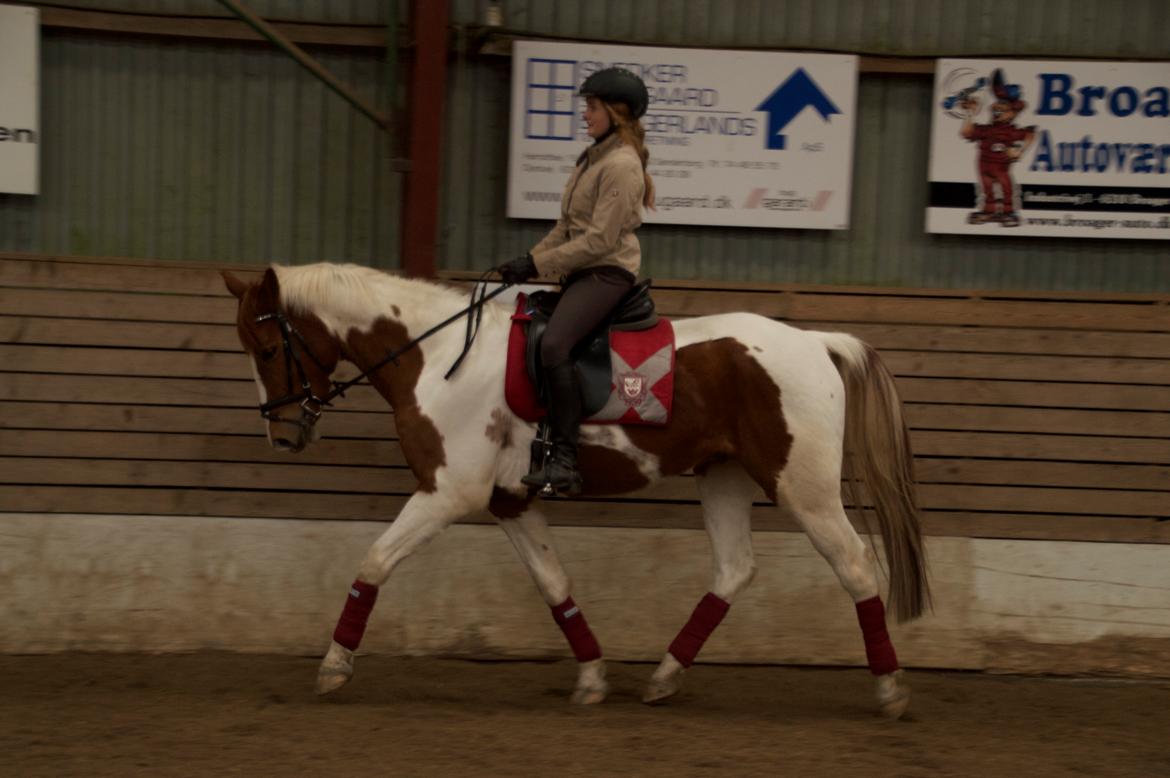 Pinto Taico  billede 3