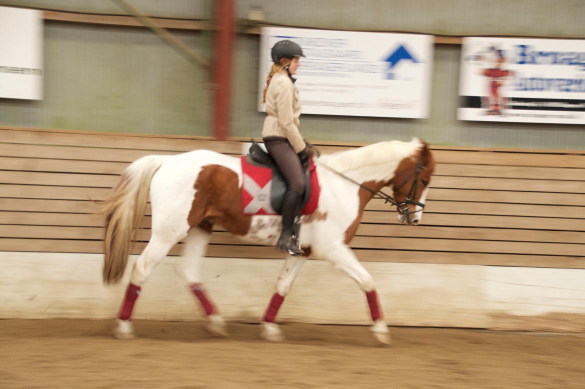 Pinto Taico  billede 9