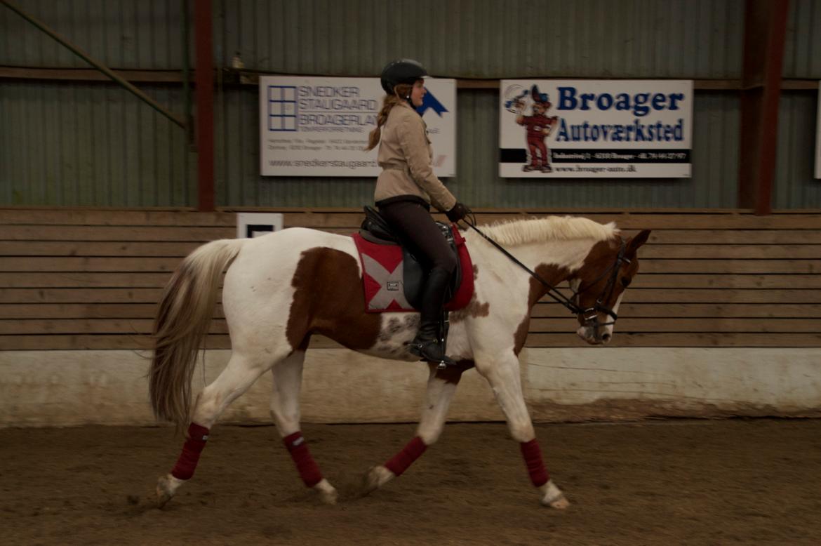 Pinto Taico  billede 5