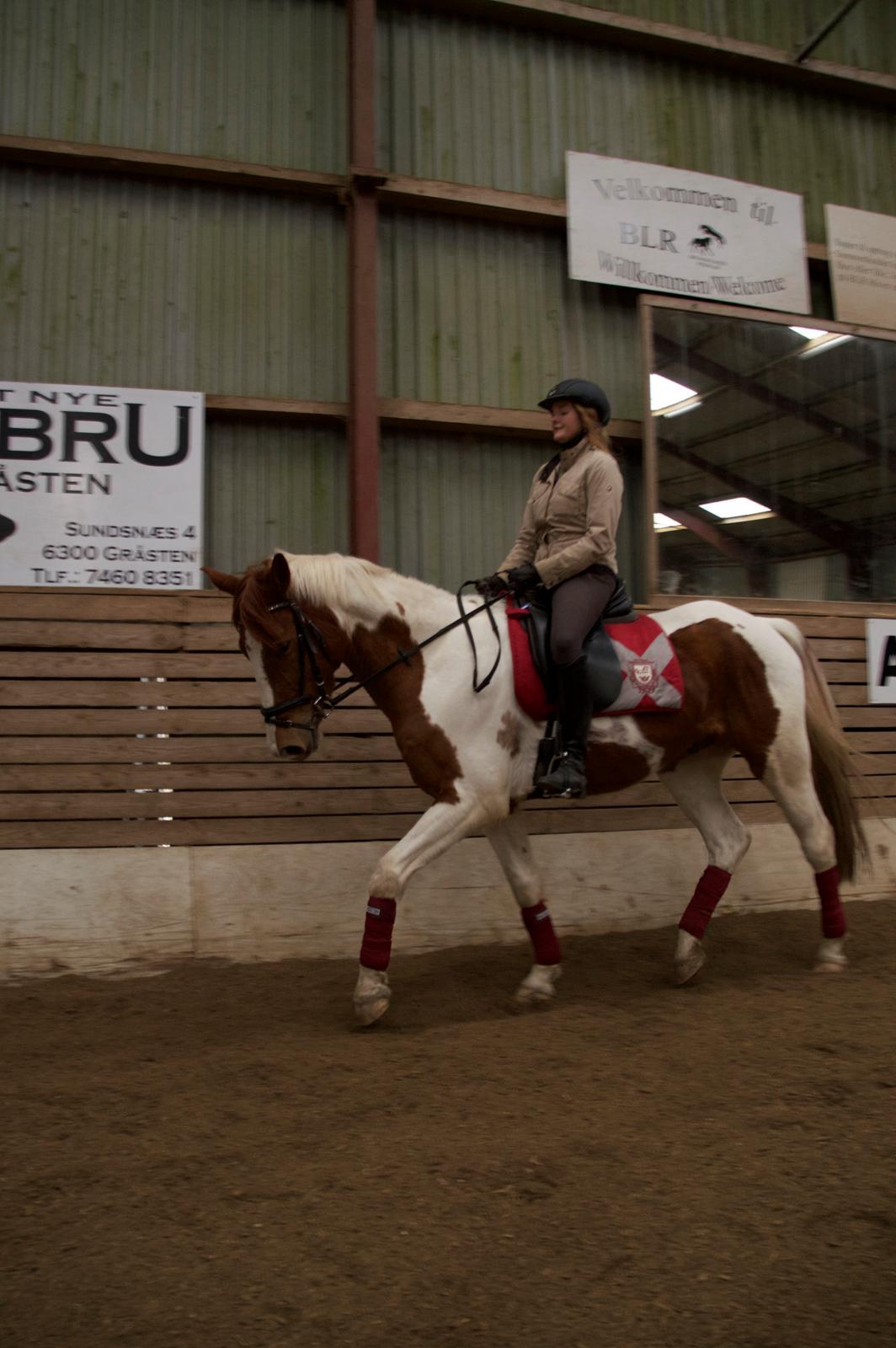 Pinto Taico  billede 11