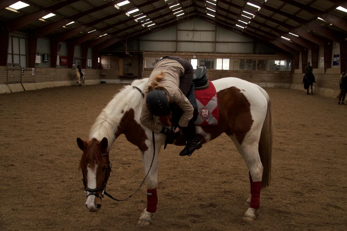 Pinto Taico  billede 14