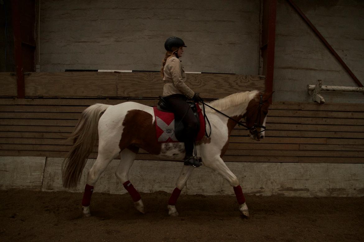 Pinto Taico  billede 4