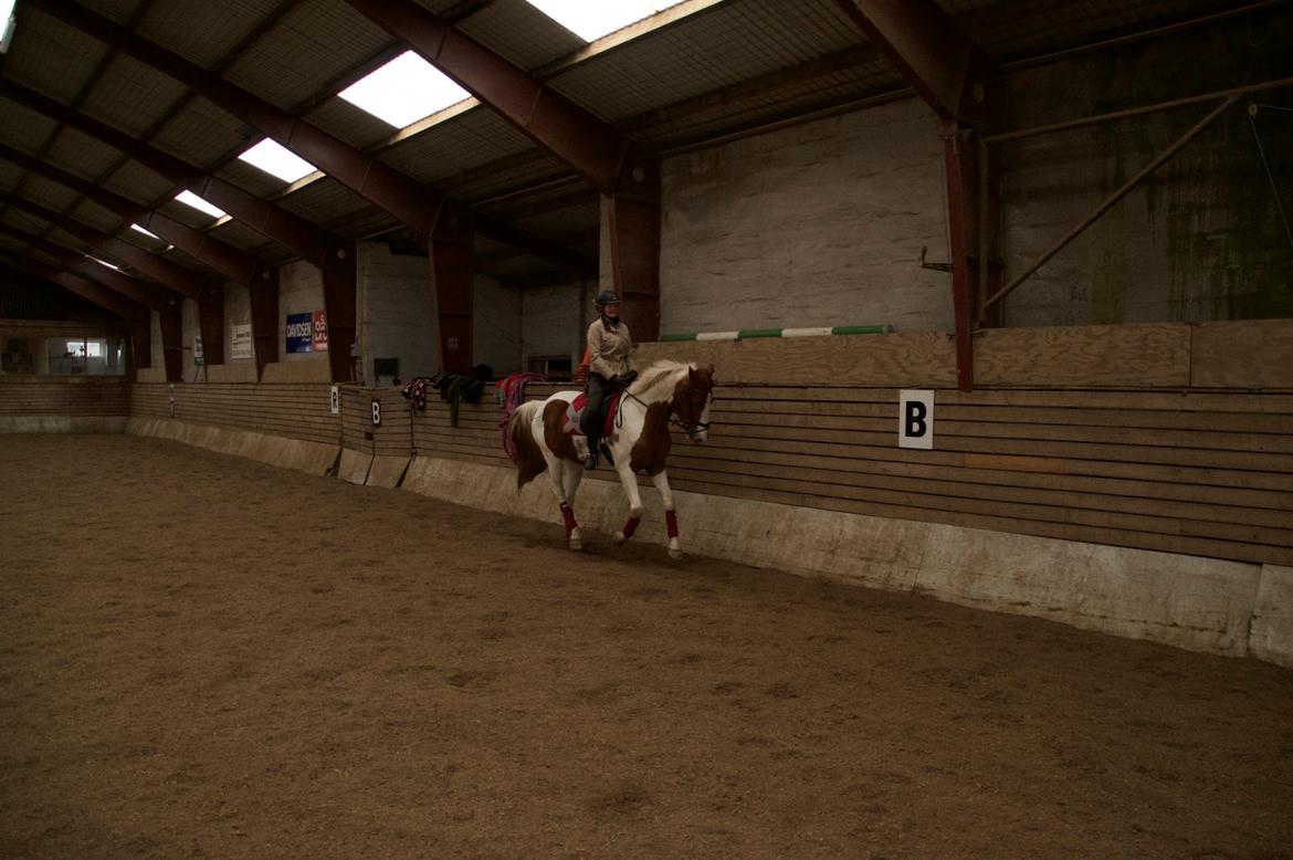 Pinto Taico  billede 15