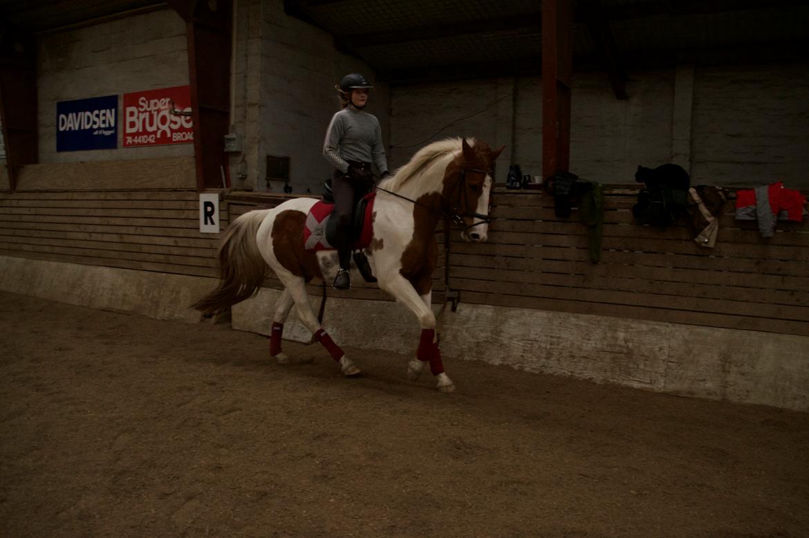 Pinto Taico  billede 8