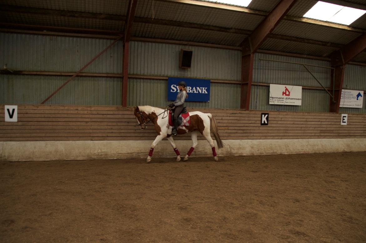 Pinto Taico  billede 16