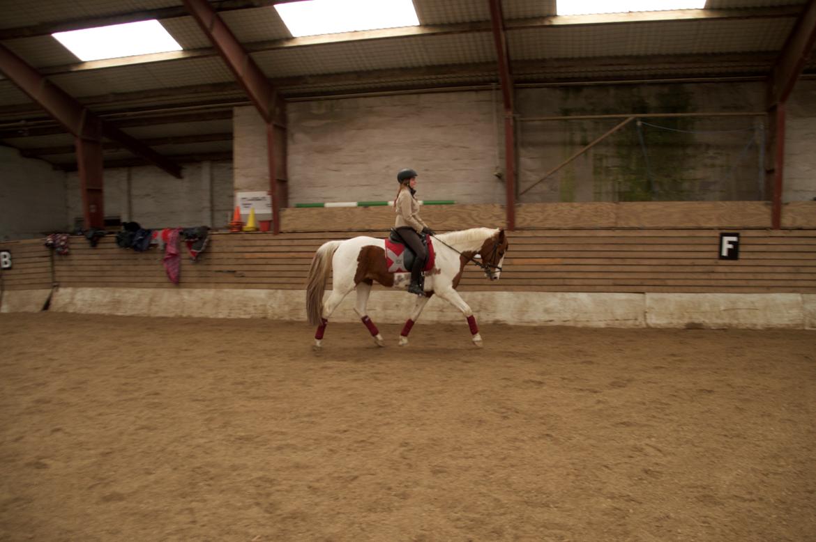 Pinto Taico  billede 13