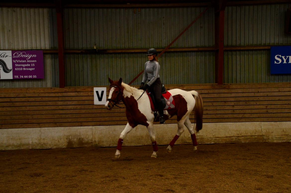 Pinto Taico  billede 19