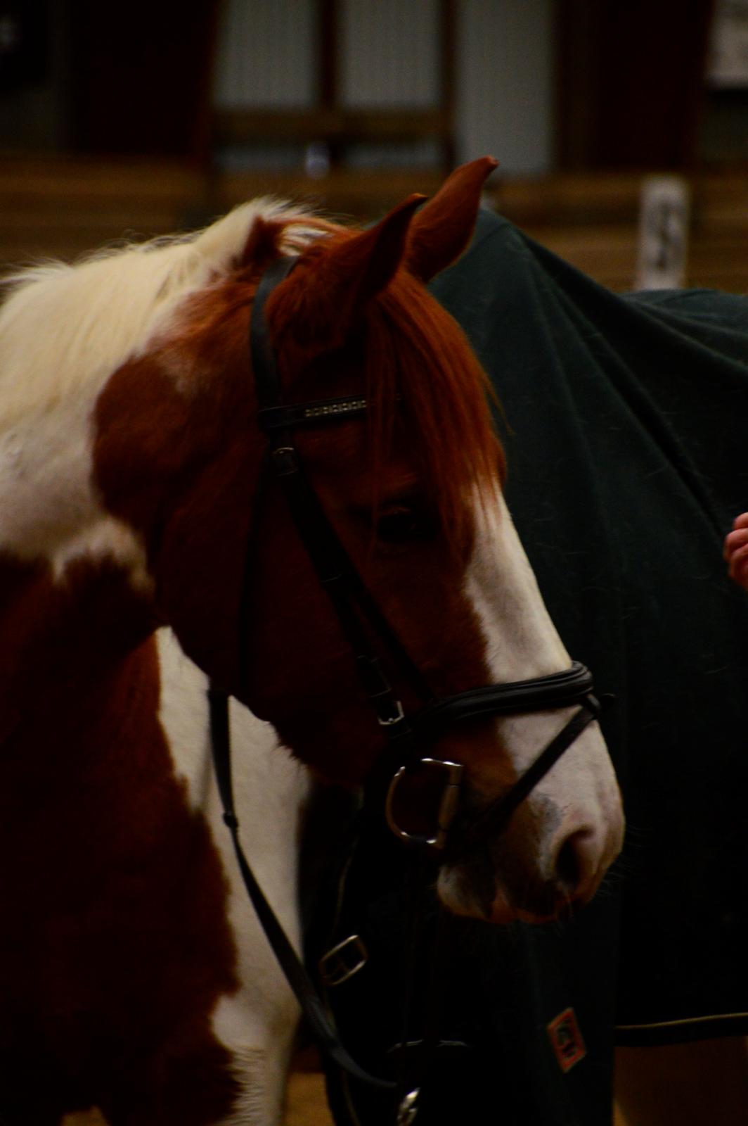 Pinto Taico  billede 1