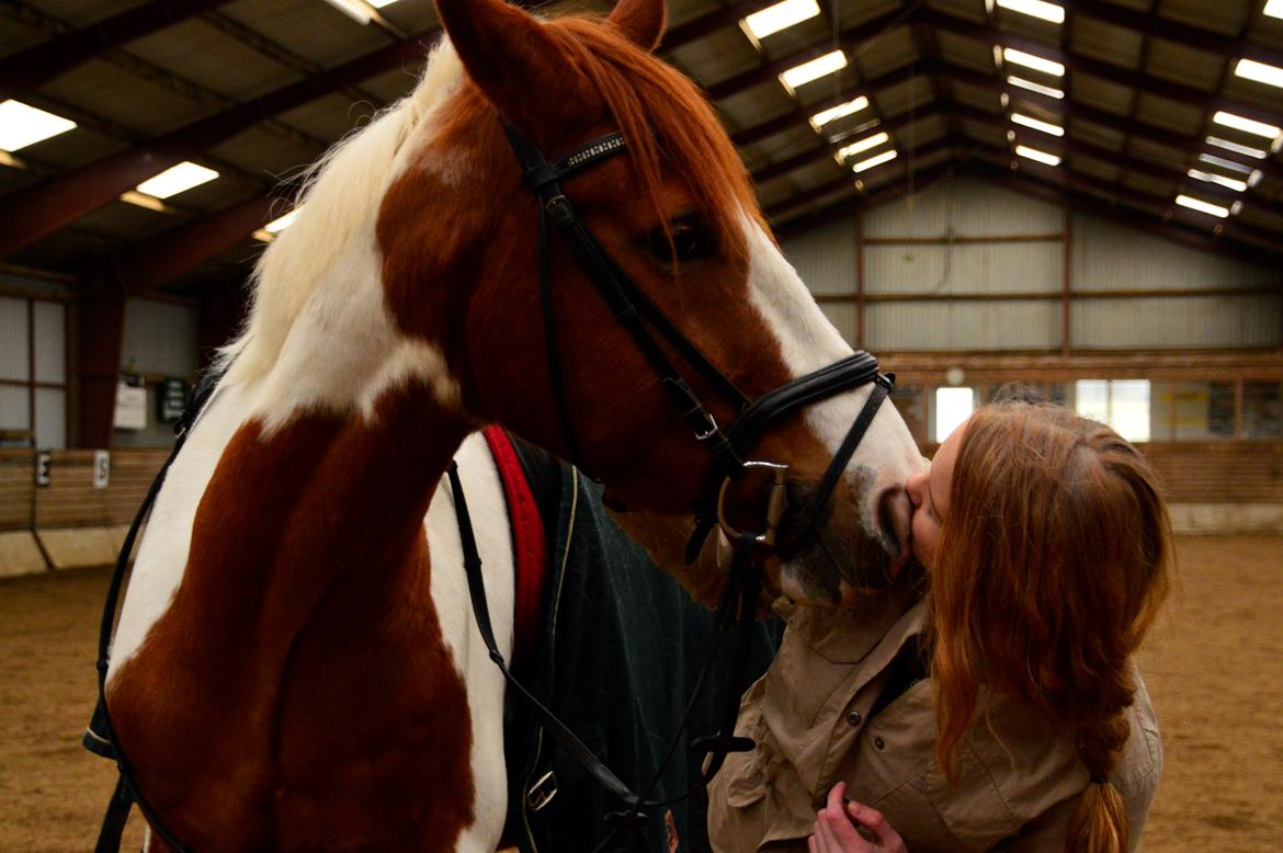 Pinto Taico  billede 12