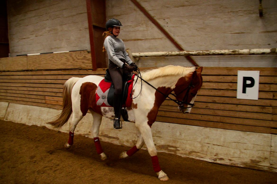 Pinto Taico  billede 18