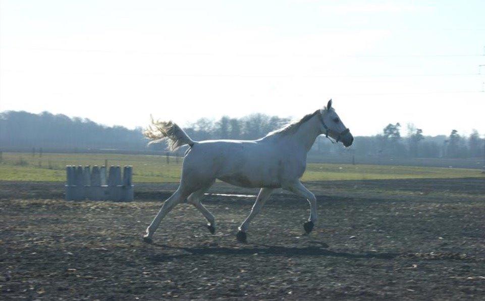 Anden særlig race Just My Luck (Lucky) - Forår 2015 billede 42