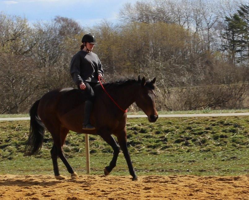 Fuldblod (XX) Trinity - Galop i cordeo - foråret 2015 billede 12