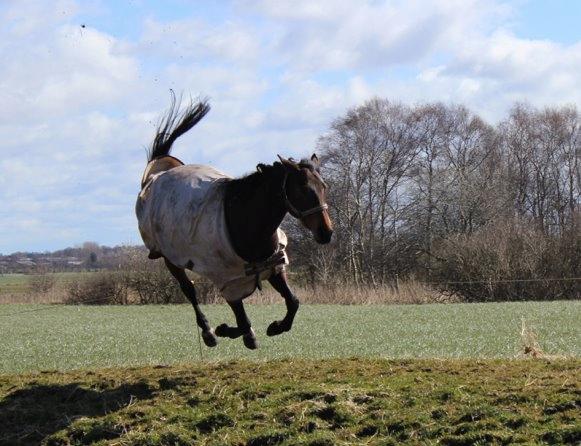 Fuldblod (XX) Trinity - Forårs kuldret - foråret 2015 billede 11