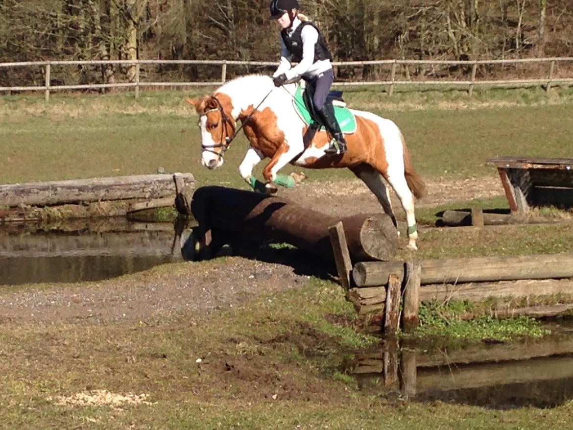 Anden særlig race Mille - terræntræning på Skårup Overgaard den 4/4 2015 billede 45