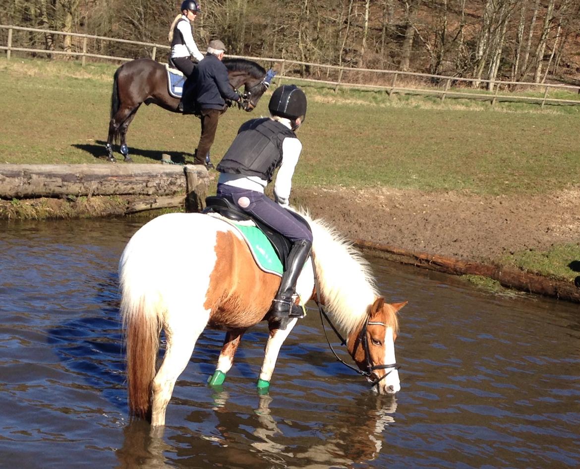 Anden særlig race Mille billede 47