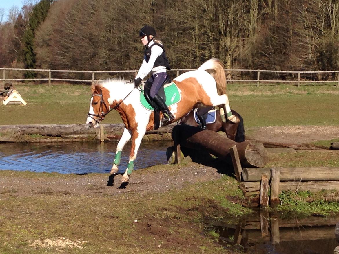 Anden særlig race Mille billede 46