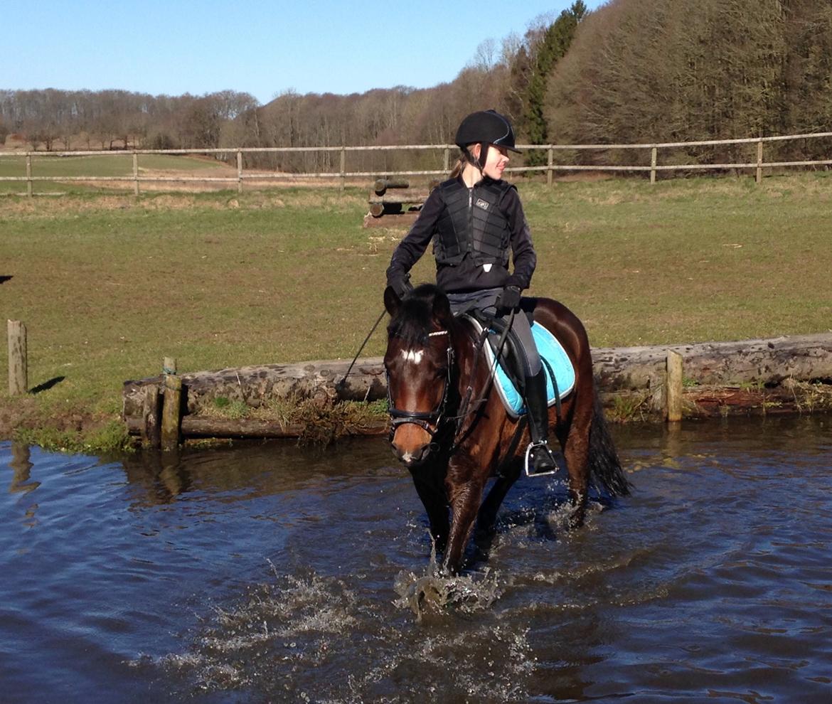 New Forest Arjan billede 43