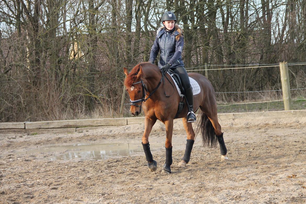 DSP Præstegaardens Amazing Coco (solgt) billede 10