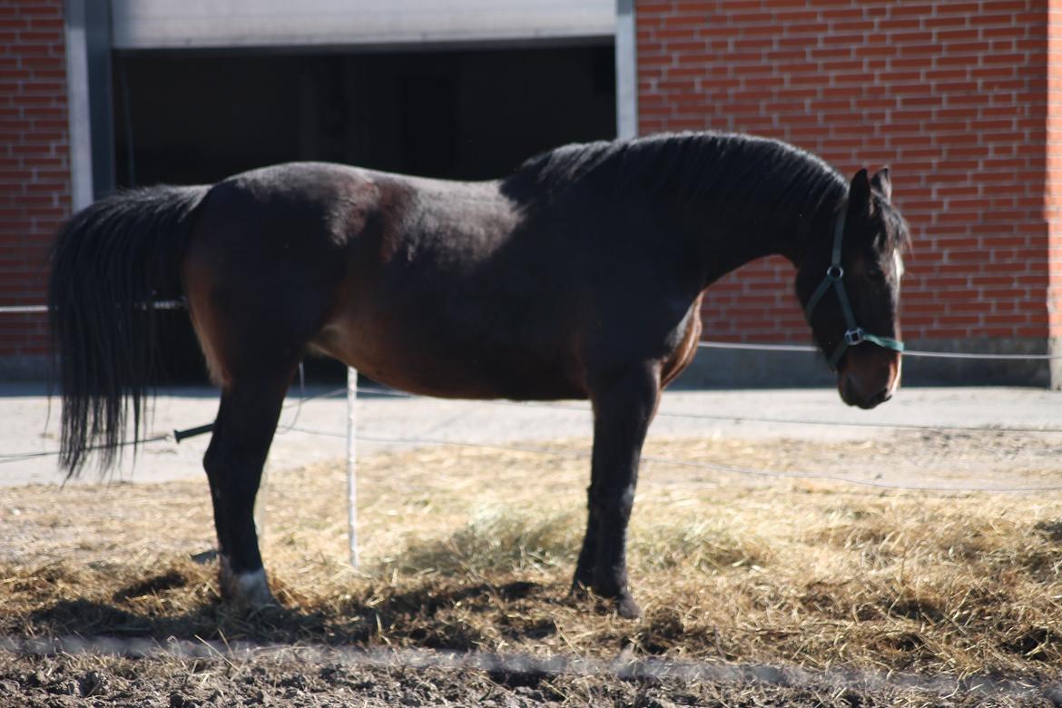 Oldenborg Bitten Hedegård (kælepotten)<3 Solgt :i billede 33