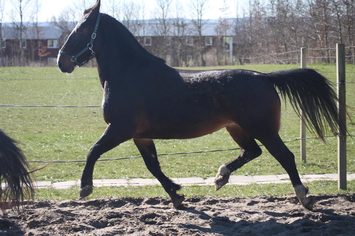 Oldenborg Bitten Hedegård (kælepotten)<3 Solgt :i billede 39