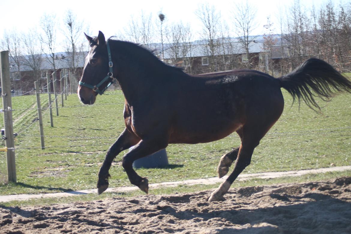 Oldenborg Bitten Hedegård (kælepotten)<3 Solgt :i billede 19