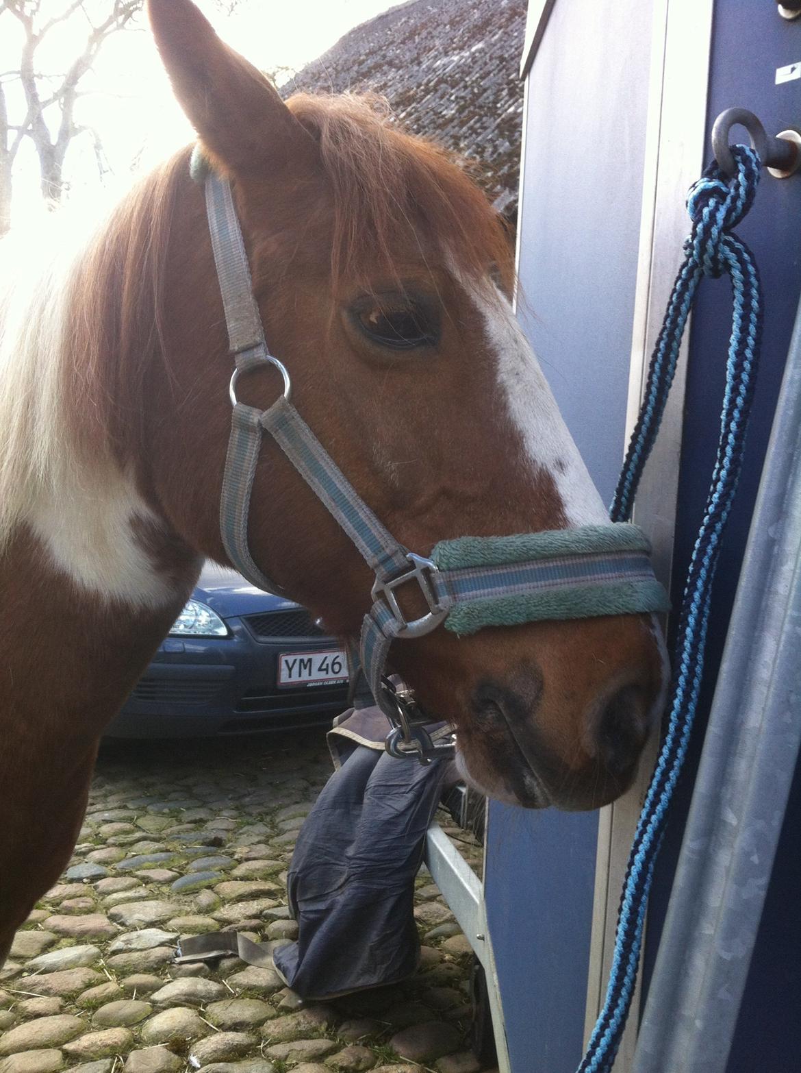 Anden særlig race Kirkegårdsminde Diana. billede 15