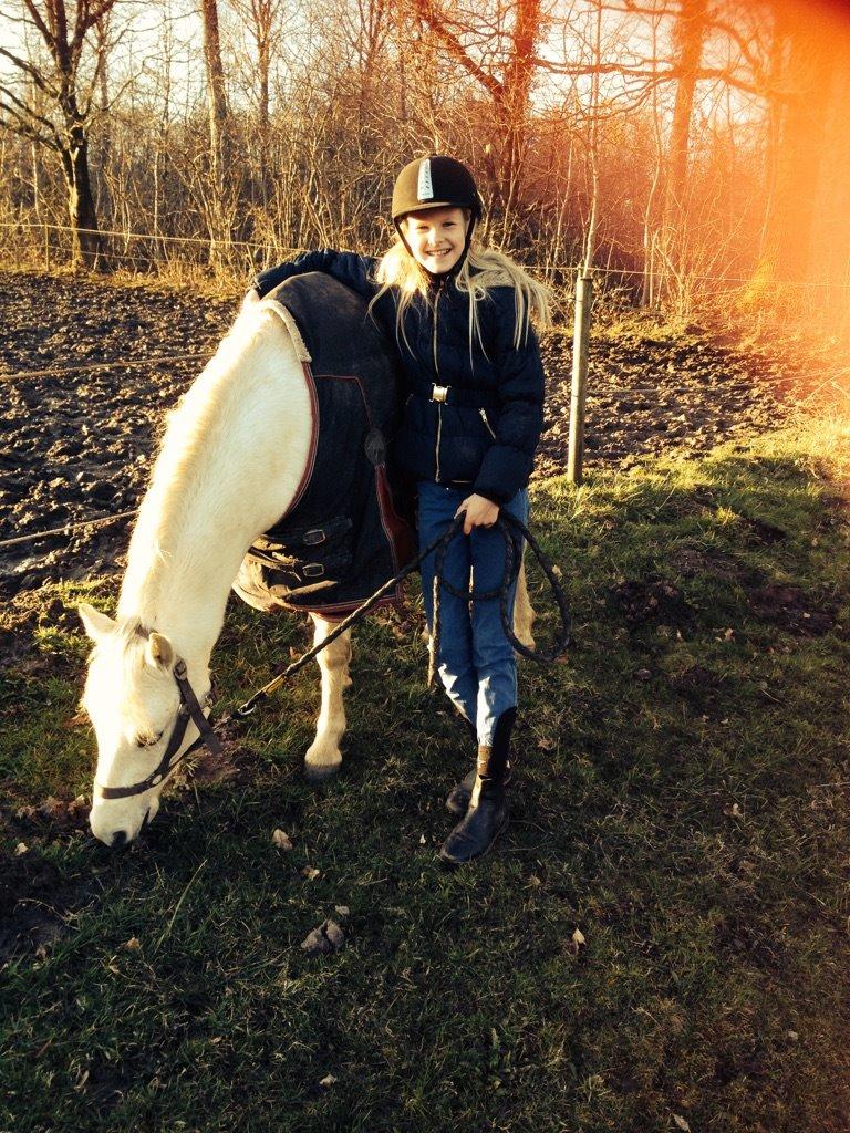 Welsh Pony (sec B) Serenity D - Dejligt, at kunne græsse lidt igen billede 1
