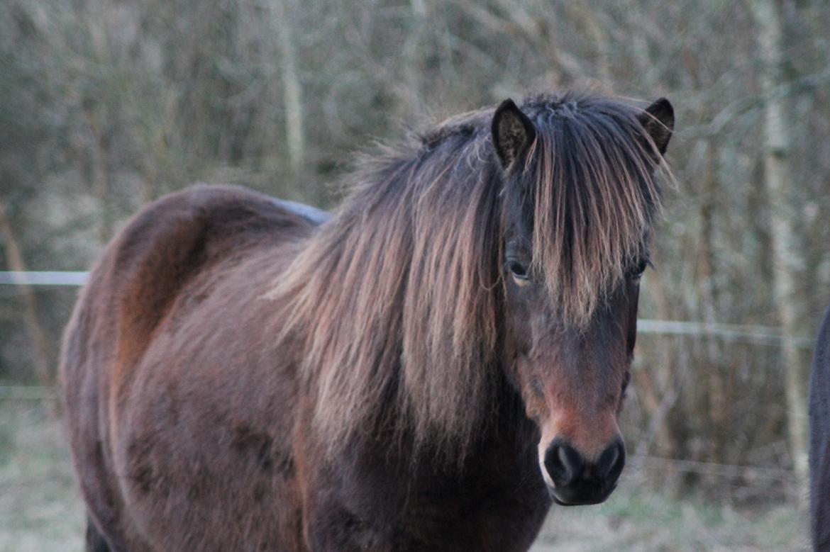 Islænder Eydis fra Valhalla billede 8