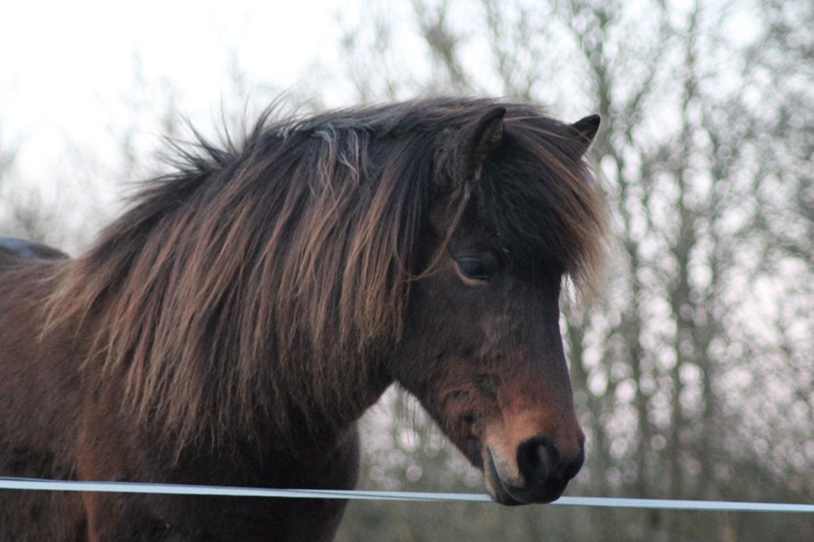 Islænder Eydis fra Valhalla billede 13