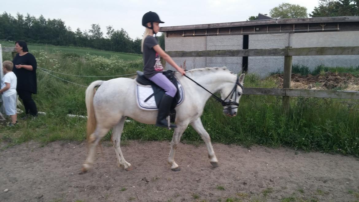 Welsh Pony (sec B) Serenity D - 1. tur på Serenity hos sælgeren billede 5