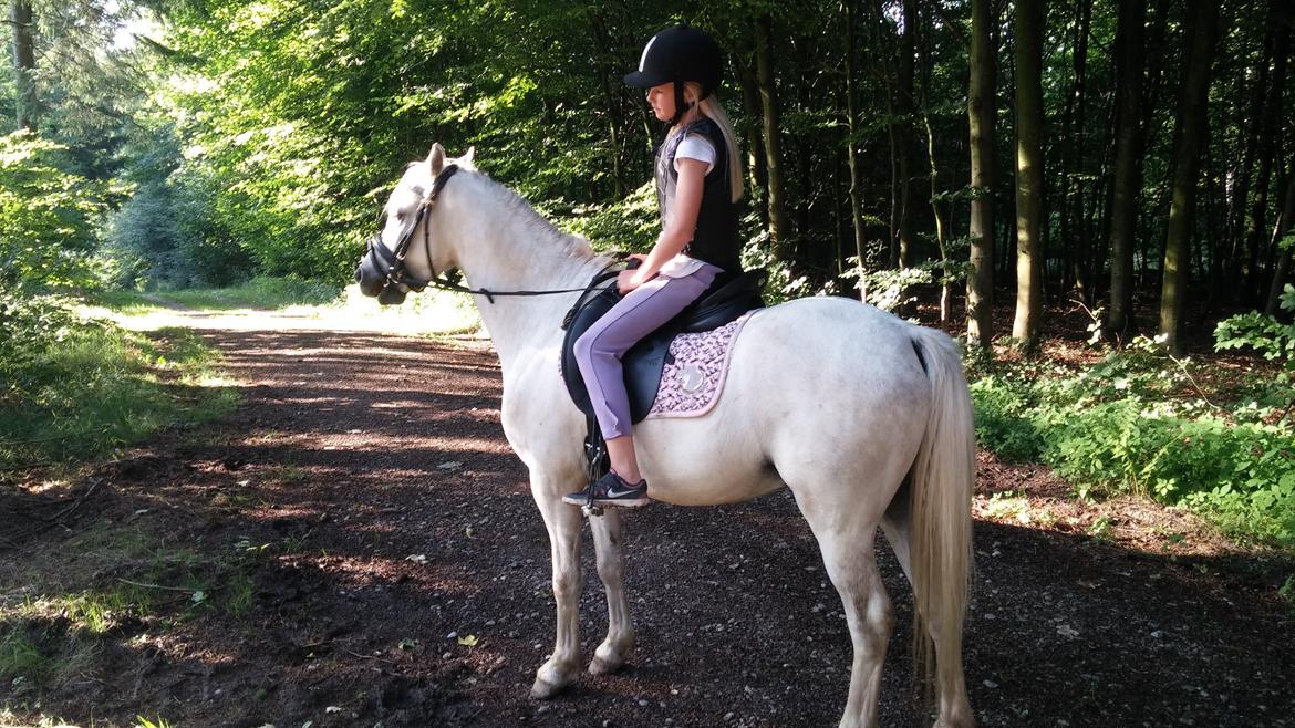 Welsh Pony (sec B) Serenity D - Vi hygger med skovtur billede 4